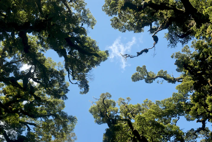 Sunlight through a dense forest canopy