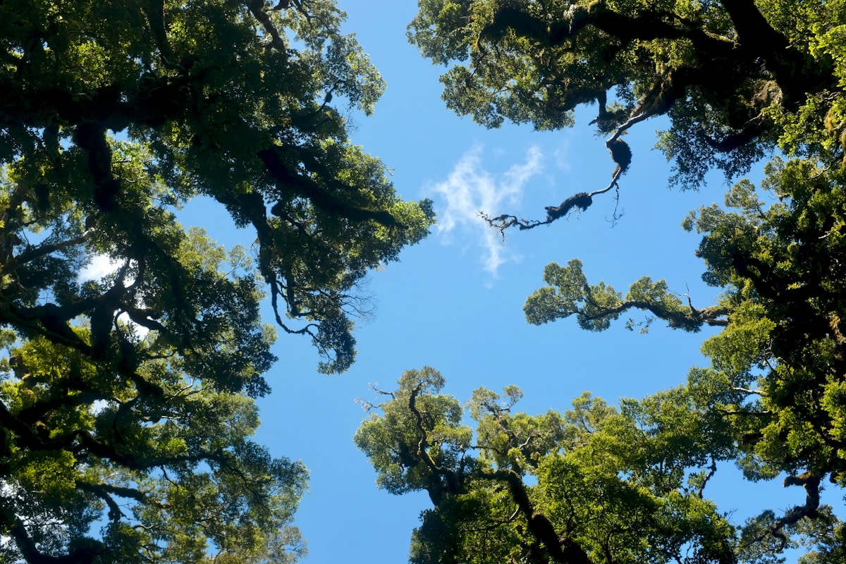 A view of treetops and a blue sky with sparse clouds.  