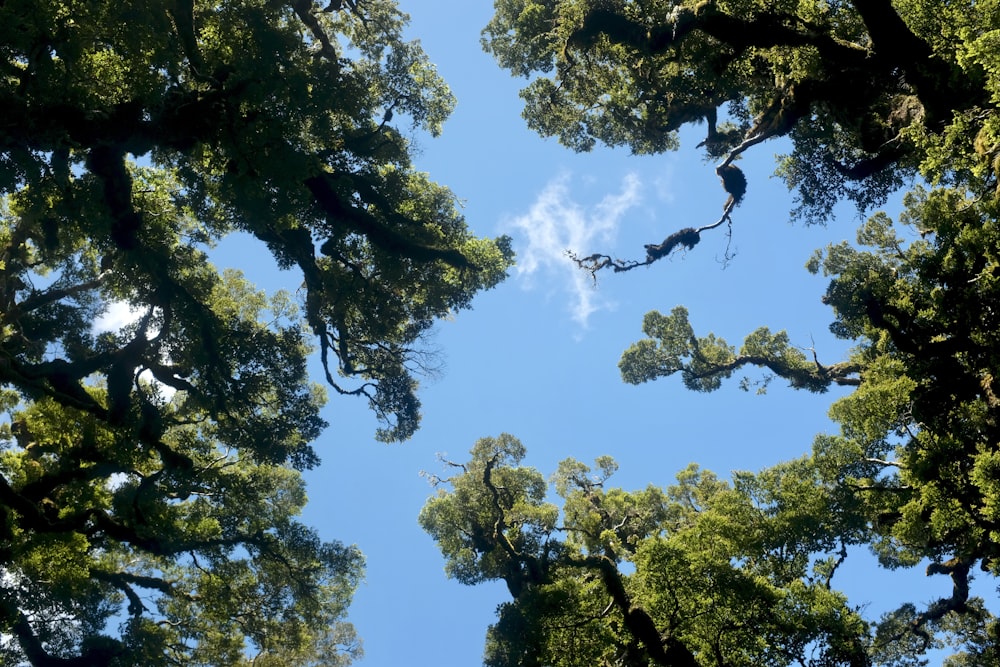 낮 동안 파랗고 흰 하늘 아래 푸른 나무의 로우 앵글 사진