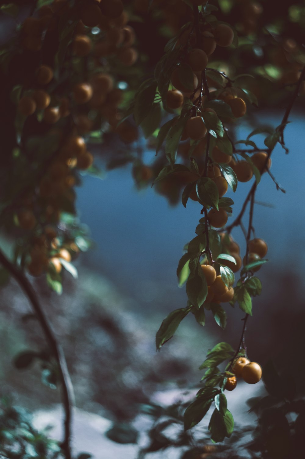 macro photography of orange fruits