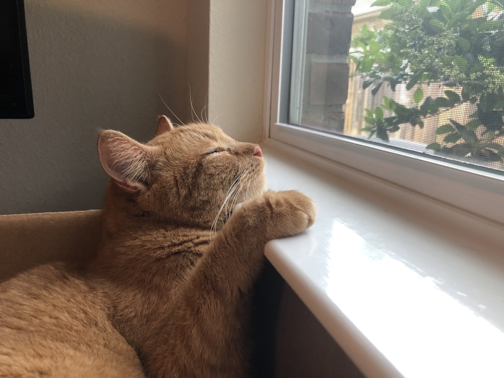 brown cat in front of window glass