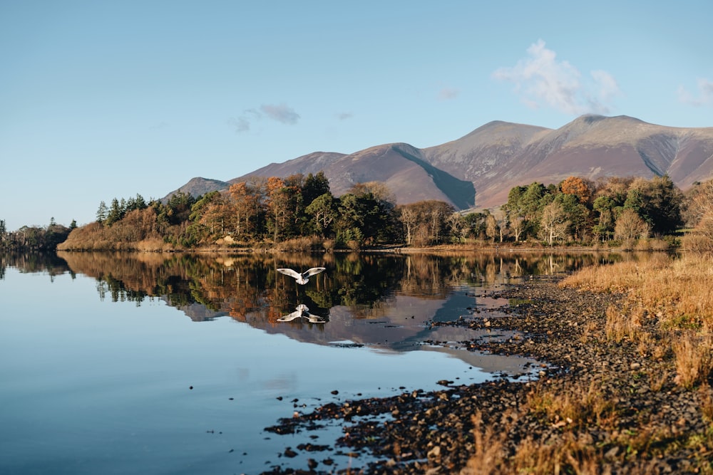 seagull flying over body of water