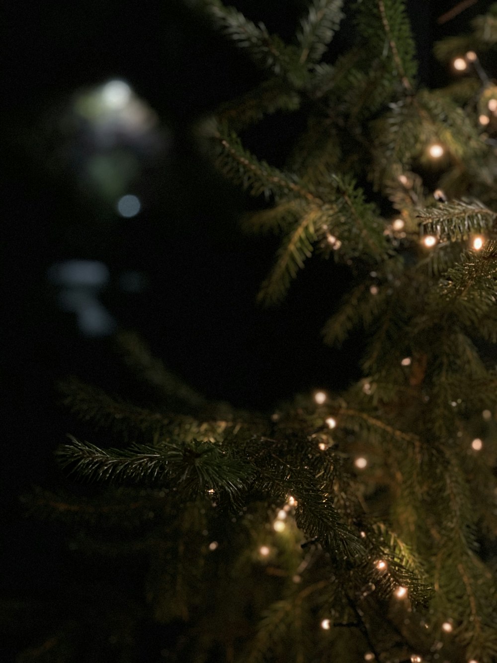 pine plant with string lights
