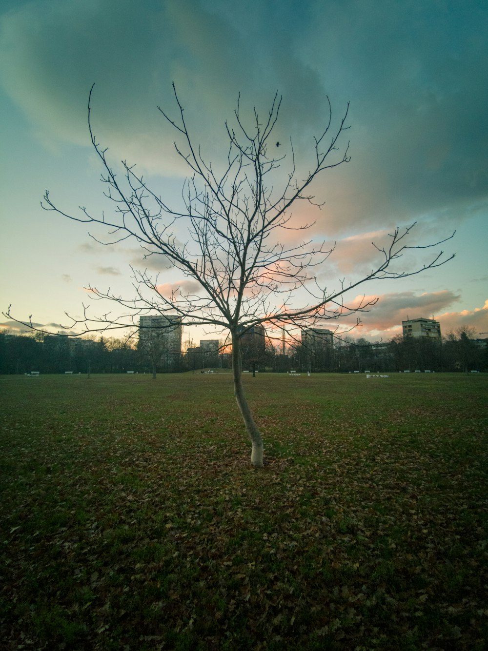 bare tree