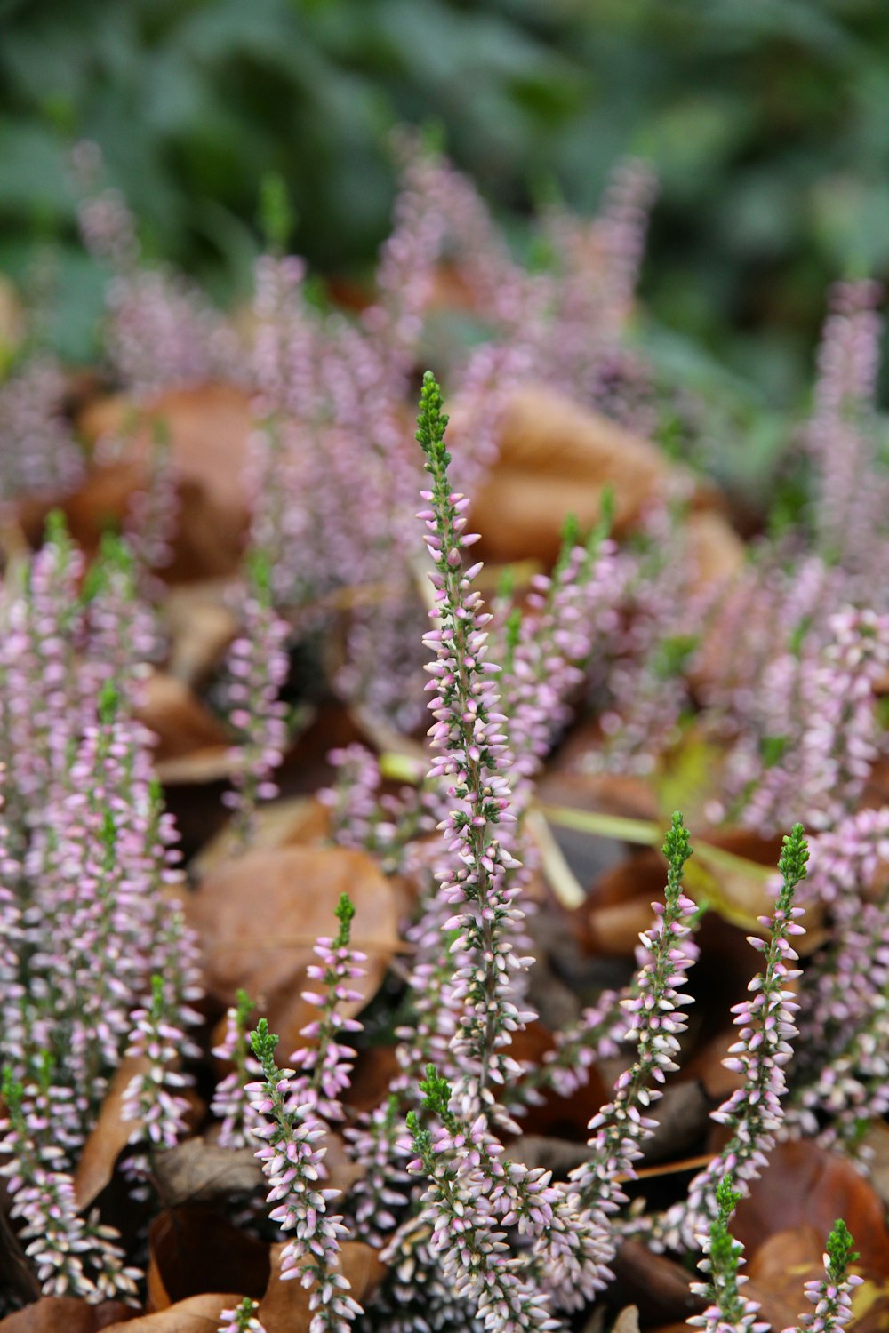 field of green plant