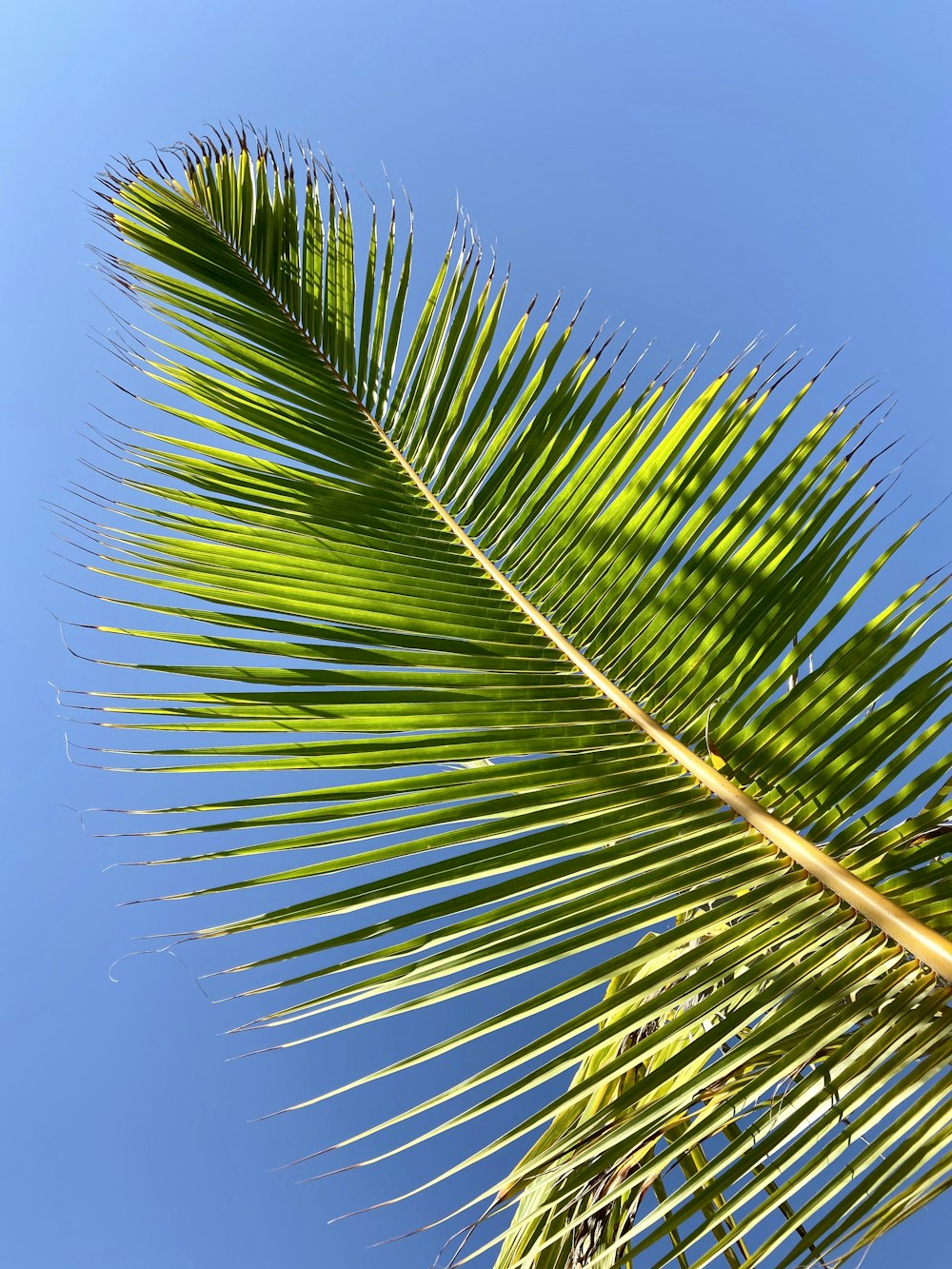 palm leaf