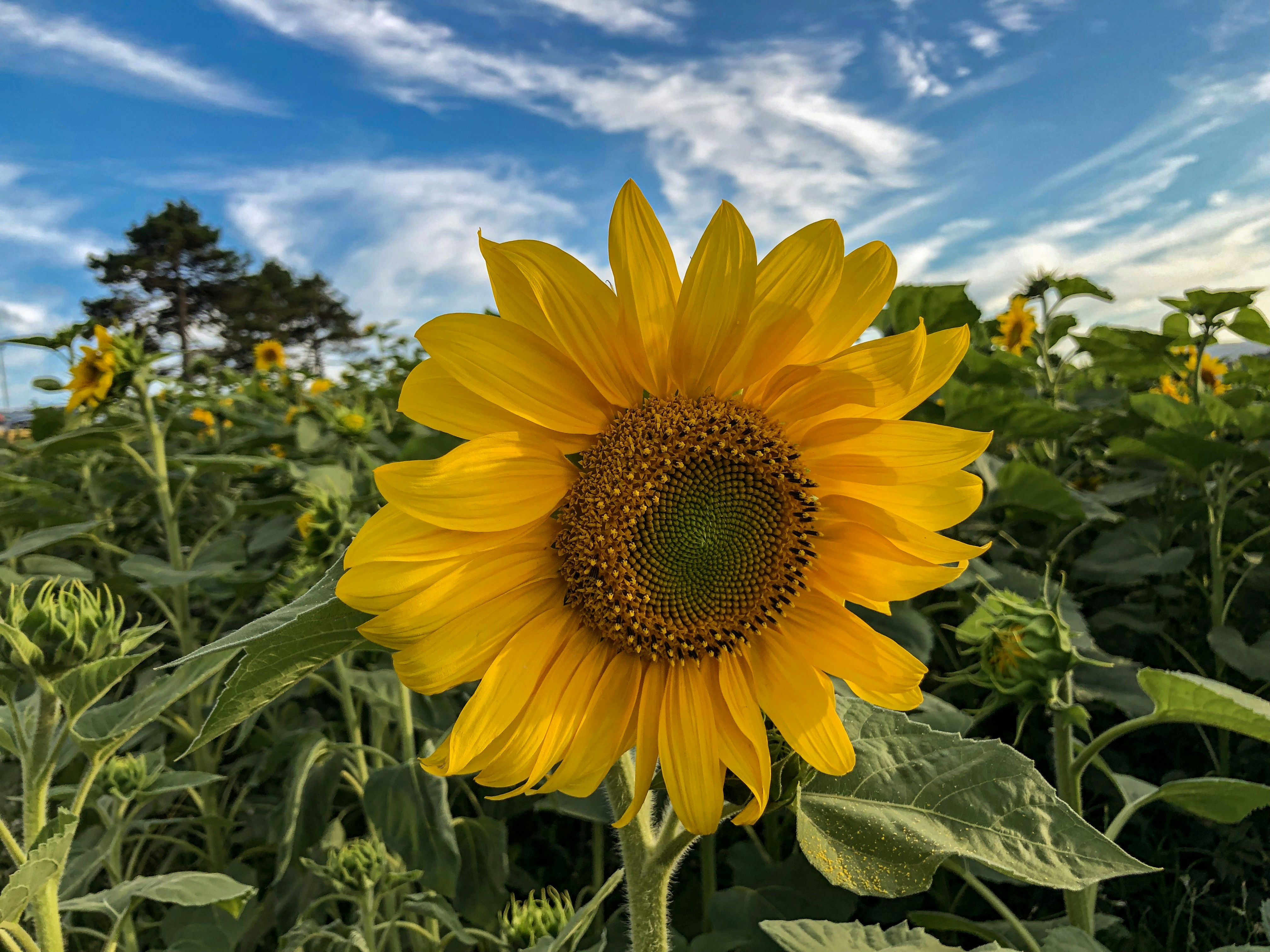 Sunny day sunflower in Bilbao, Spain