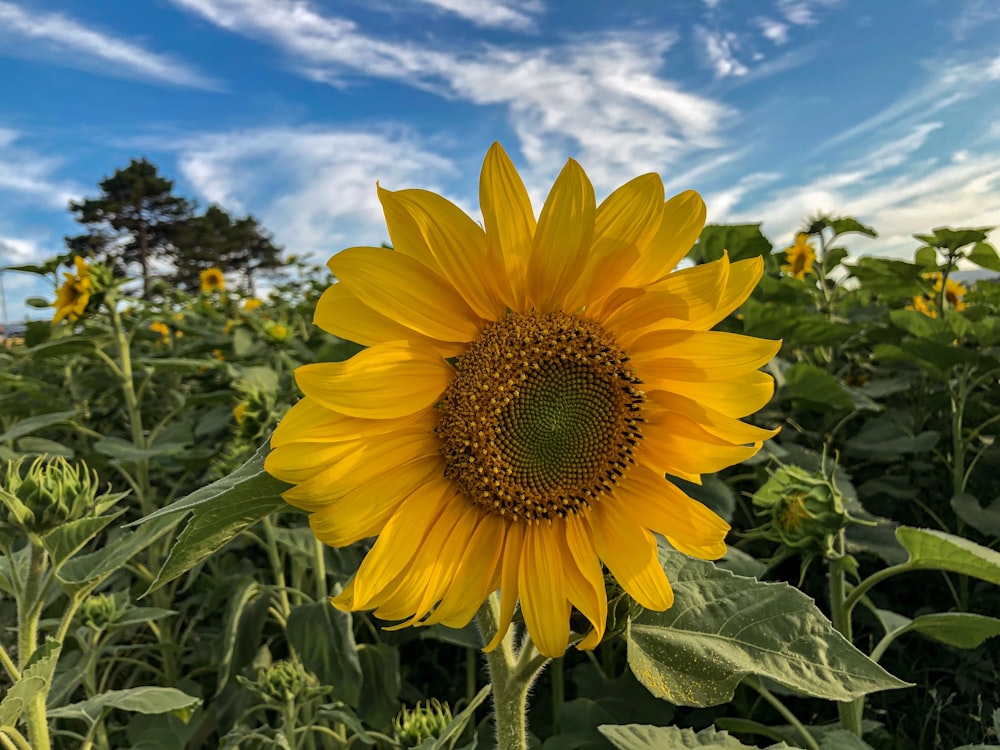 yellow sunflower