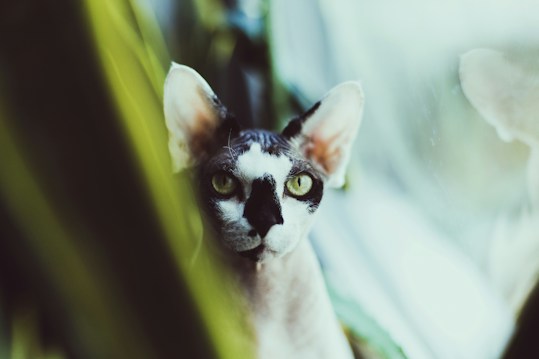 A sphynx cat with distinct black and white markings is partially obscured by blurred green leaves. The cat's piercing yellow-green eyes are fixed intently, and the soft lighting casts a gentle shadow.