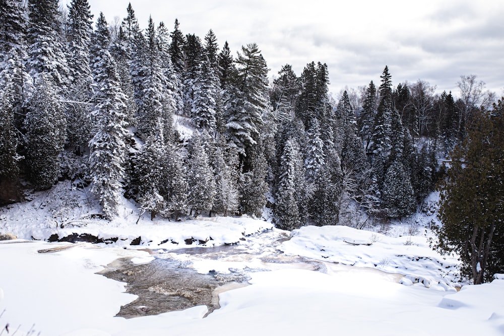 river between pine trees