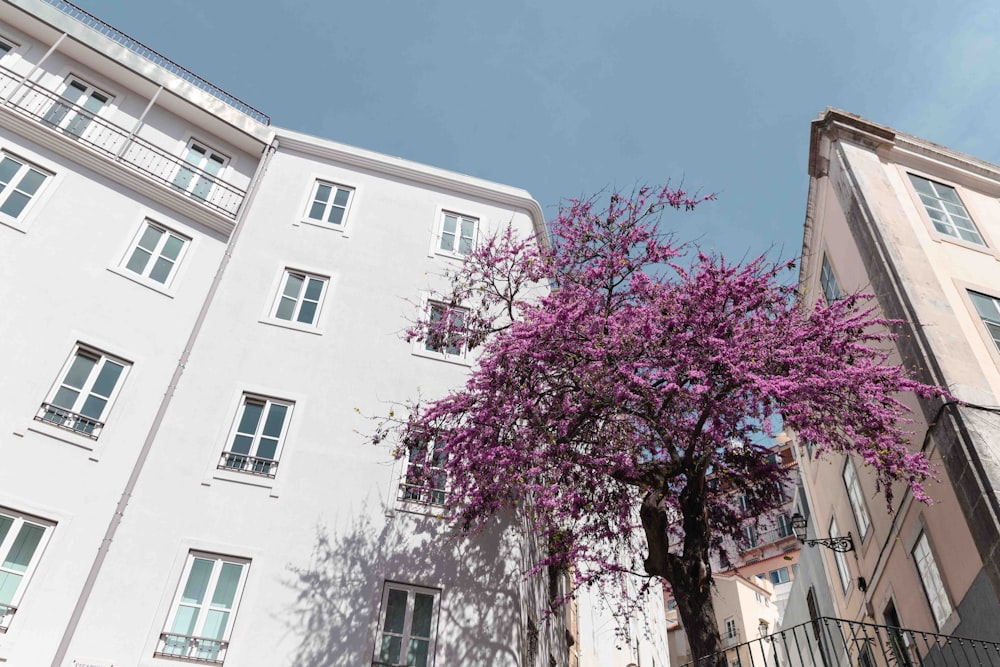 cherry blossom tree beside white structure