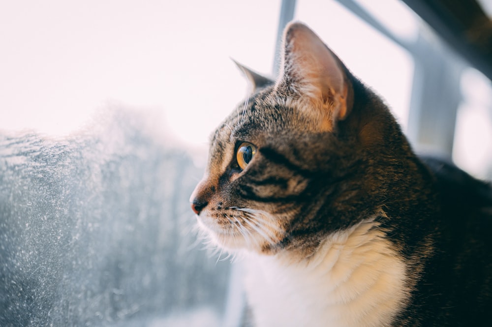 brown cat looking at the window