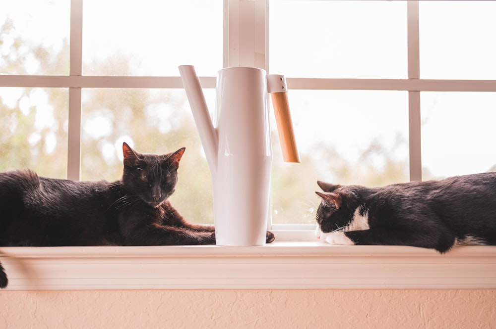 two black and tuxedo cat lying beside window