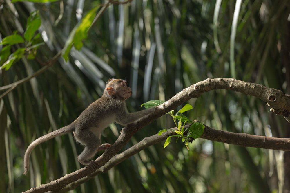 primate climbing tree