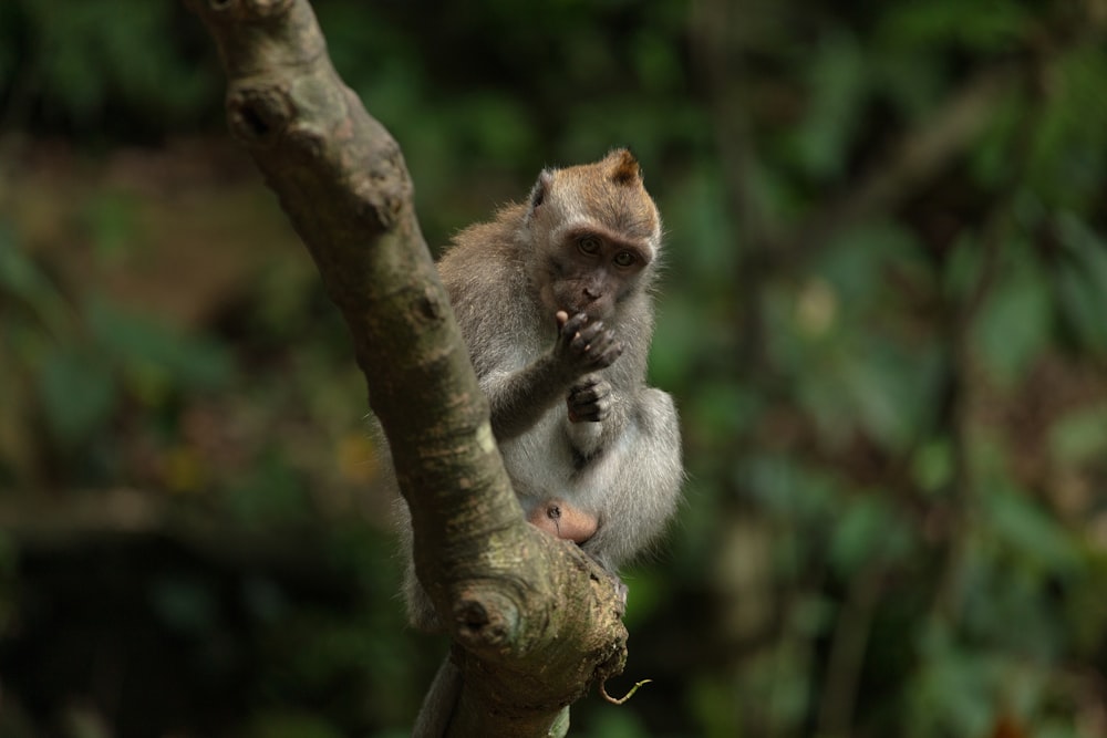 monkey sitting on tree branch