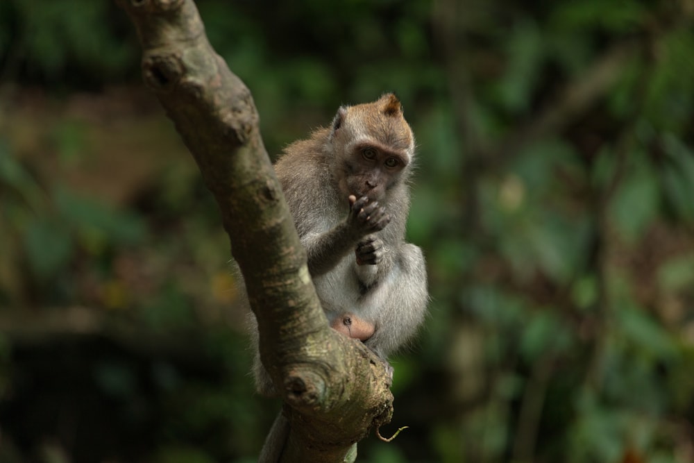 macaco sentado no galho da árvore