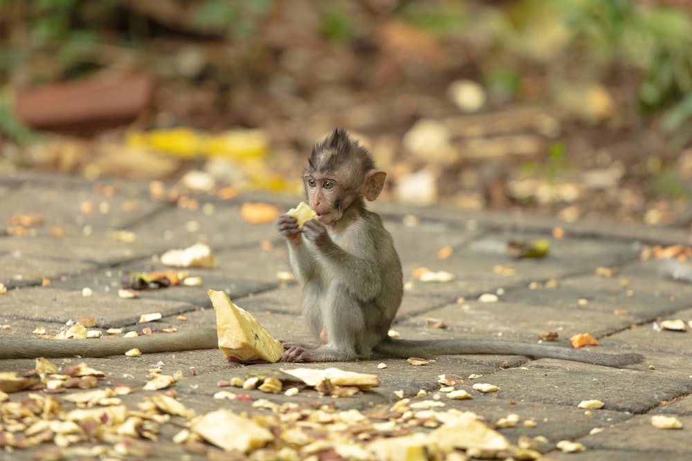 primate on concrete surface