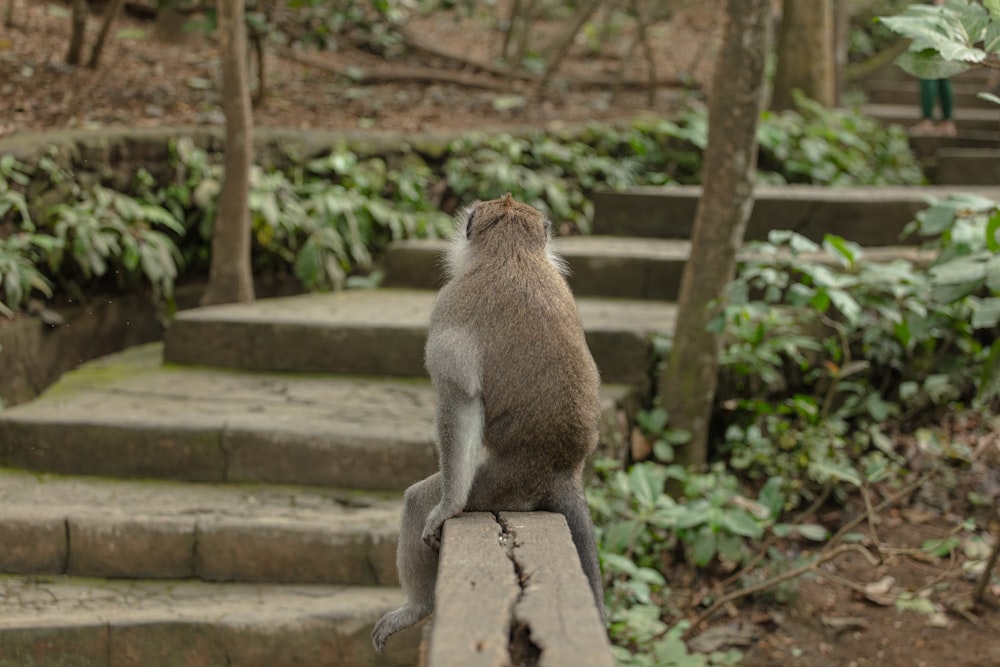 primate sitting on wooden bench