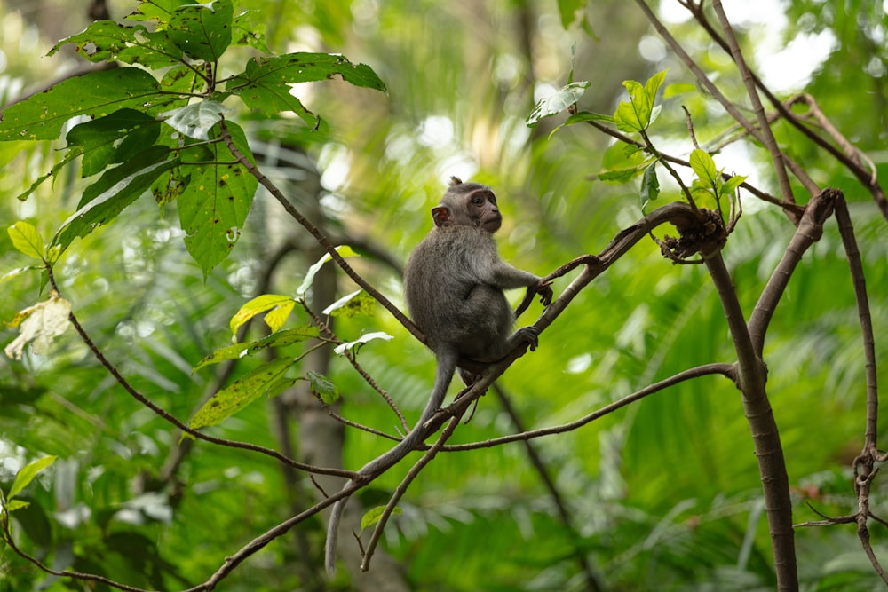 Scimmia seduta sull'albero