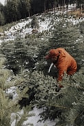A person wearing an orange jacket and cap is cutting down a Christmas tree in a snowy forest. The ground is covered with a light layer of snow, and numerous evergreen trees are visible around the area, with dense woods in the background.