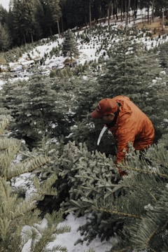 A person wearing an orange jacket and cap is cutting down a Christmas tree in a snowy forest. The ground is covered with a light layer of snow, and numerous evergreen trees are visible around the area, with dense woods in the background.