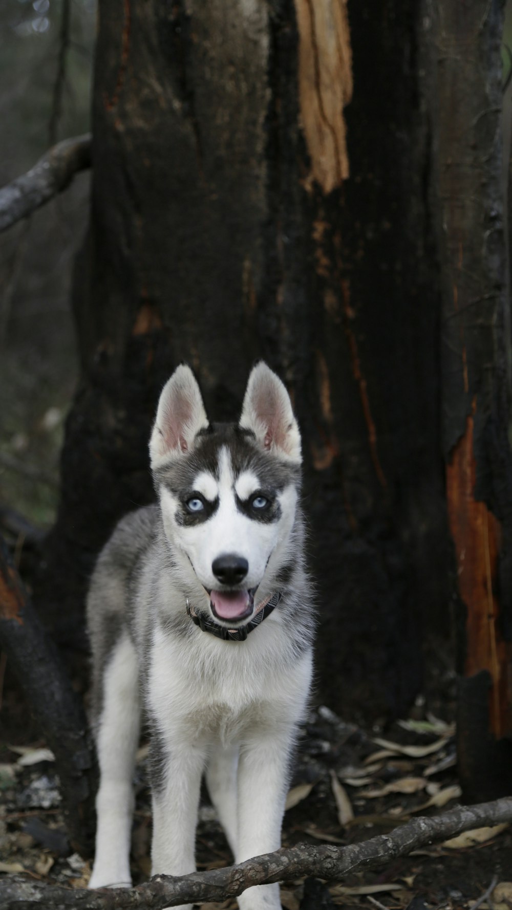 white and gray Siberian husky puppy beside tree
