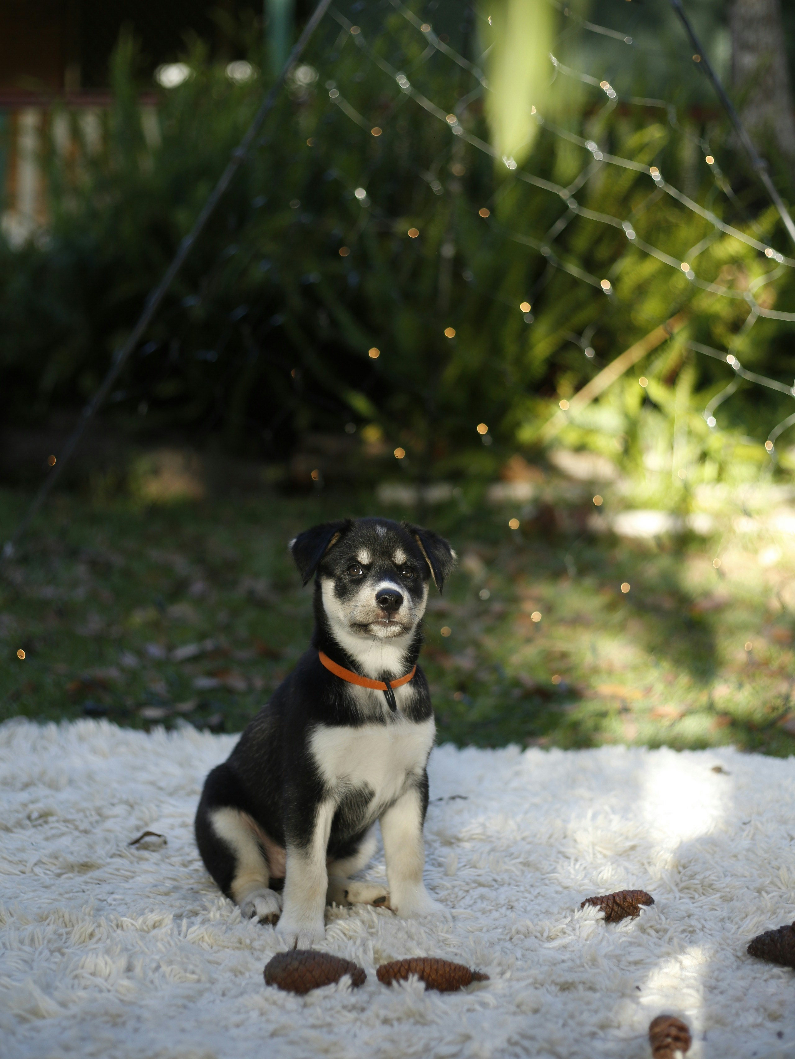 絨毯の上に座っている白と茶色の子犬