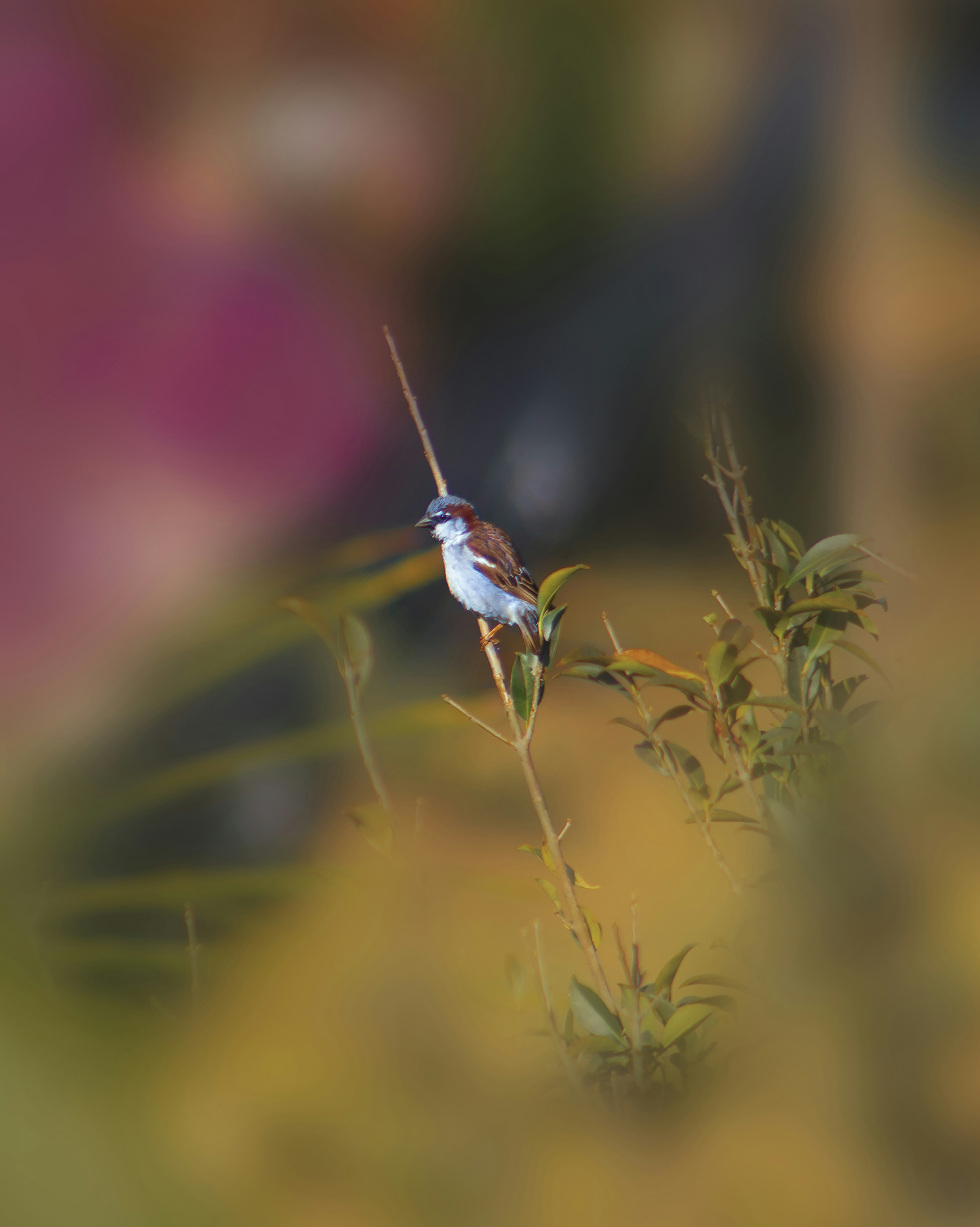 brown and white bird on plant