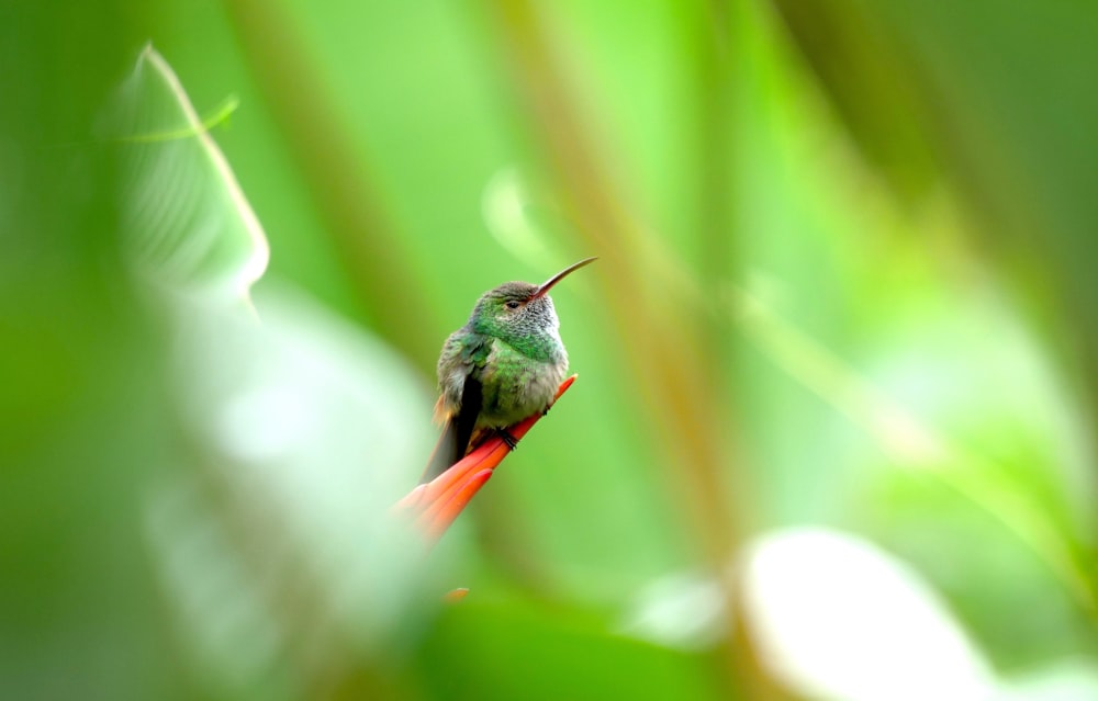 green and black hummingbird