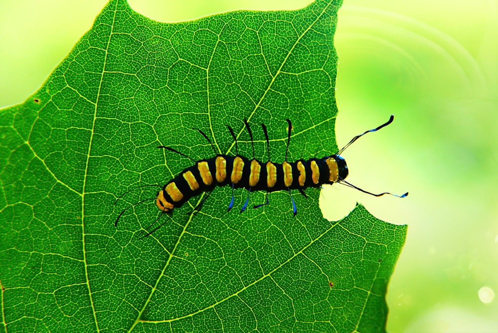 yellow and black caterpillar on leaf