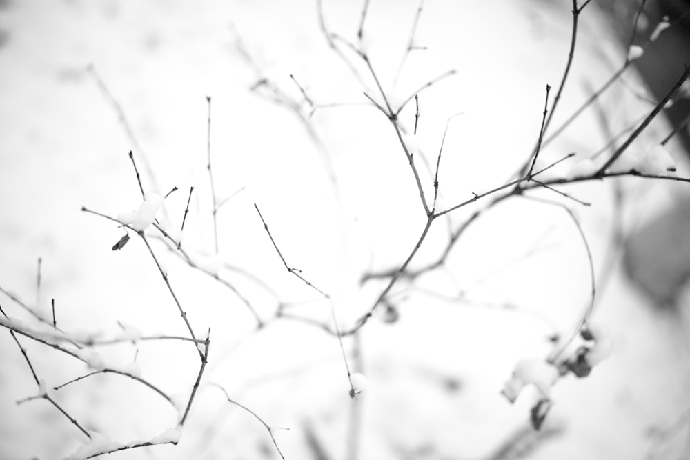 a black and white photo of a tree branch