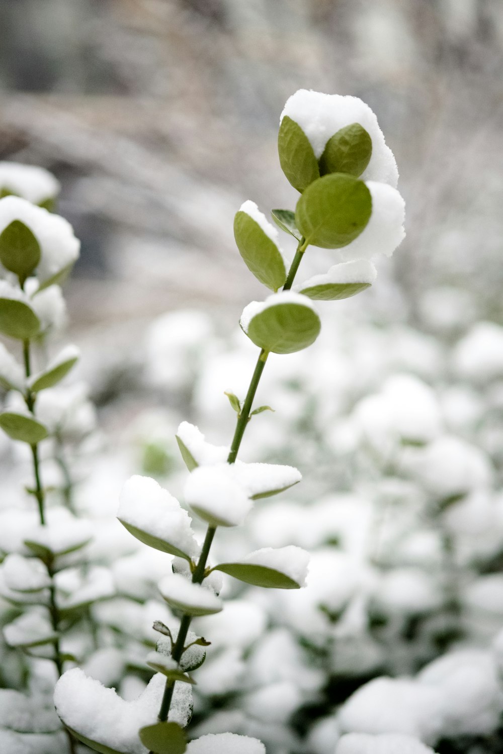 closeup photo of snow-covered green leafed plants