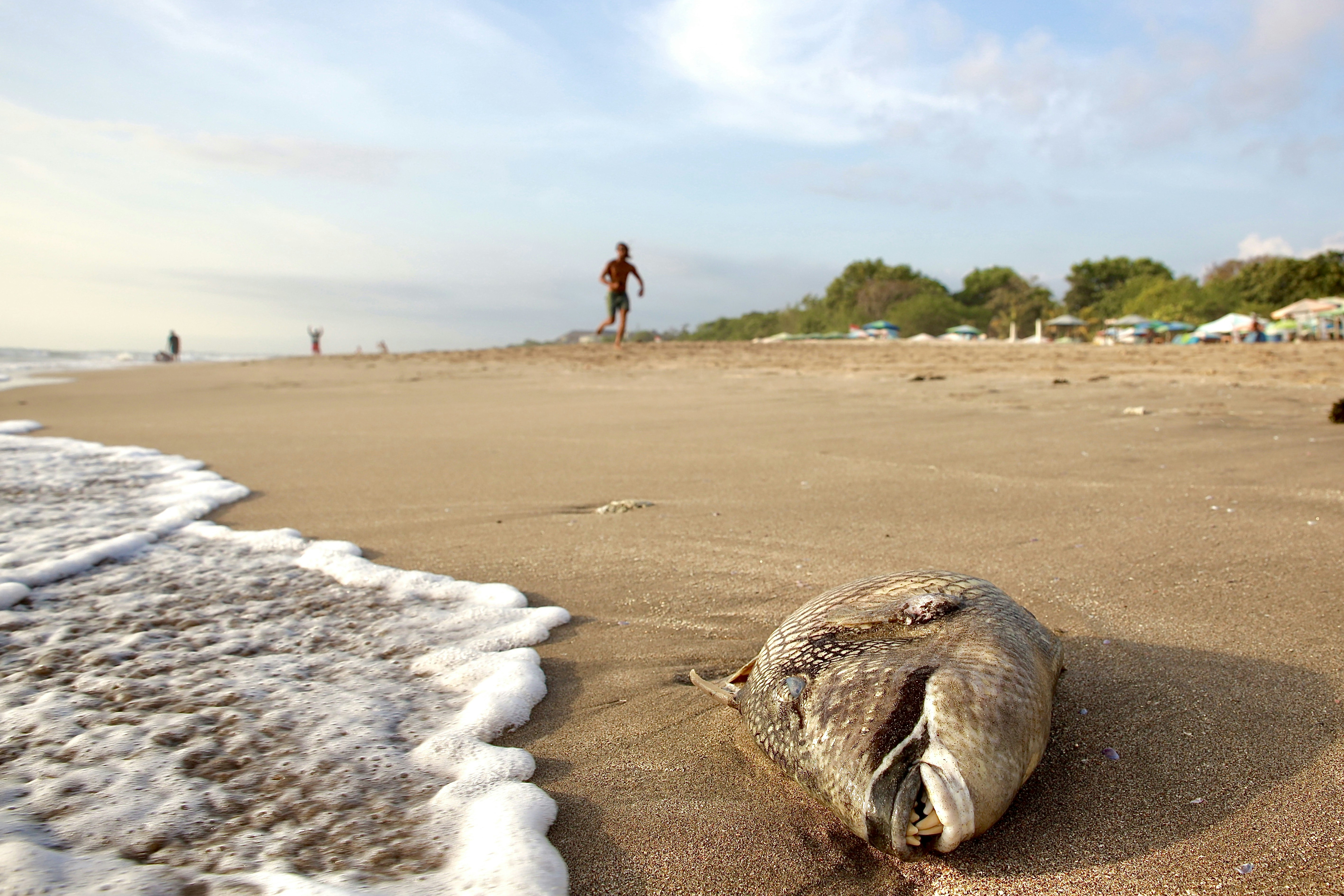 Ikan di pantai pada siang hari