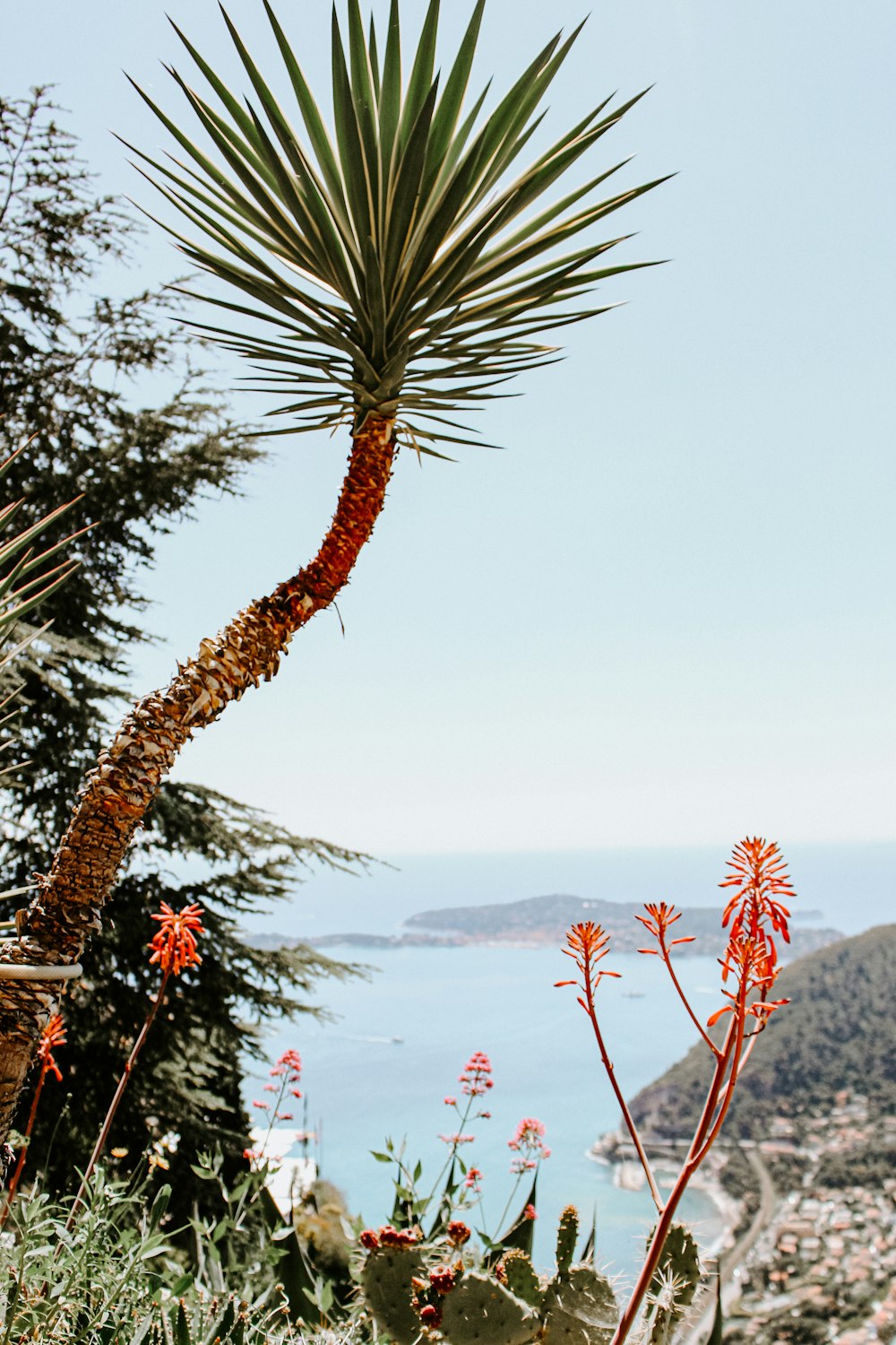 palm plant on hill