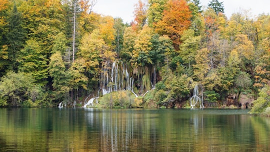tall trees beside lake in Plitvice Croatia