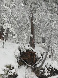 A winter wonderland scene with snow-covered trees.