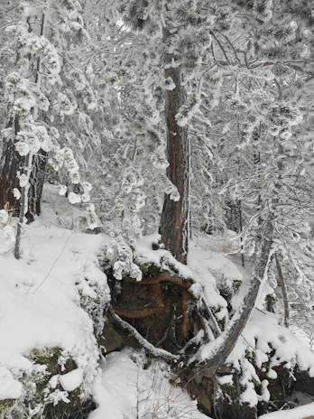 A winter wonderland scene with snow-covered trees.
