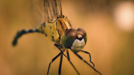 brown dragonfly in Sundargarh India