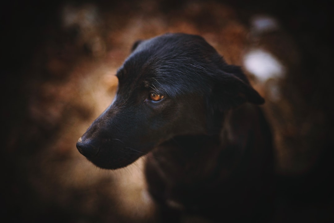 selective focus photography of short-coated black dog