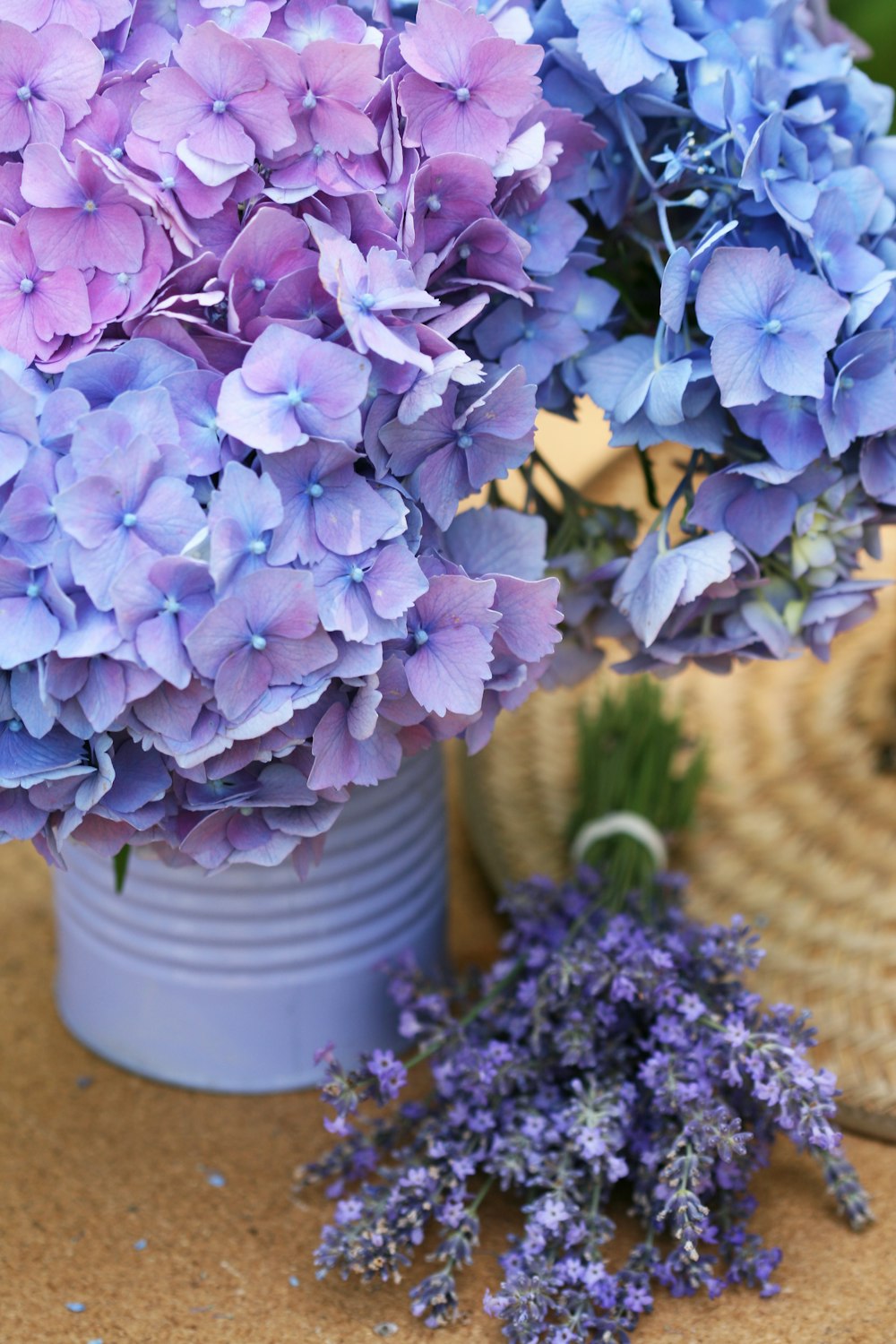 purple hydrangeas in can