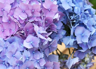 purple hydrangeas in can