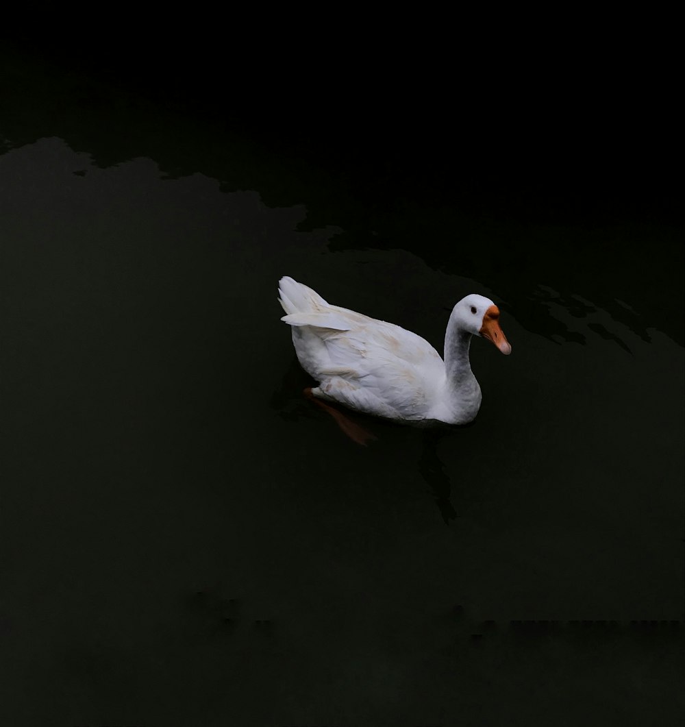 white ducks