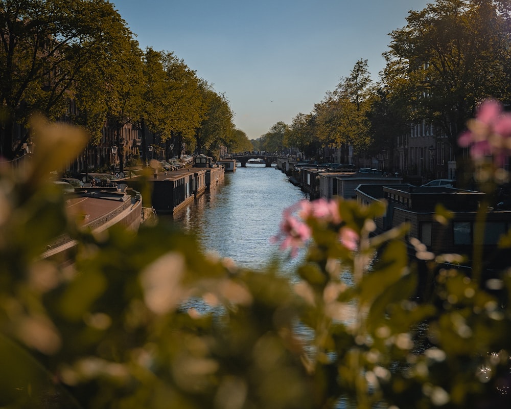 selective focus photography of pink flowers beside body of water