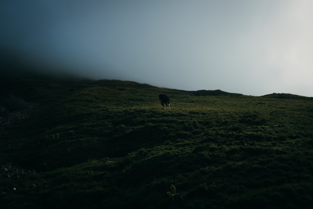 black horse on green field in foggy day