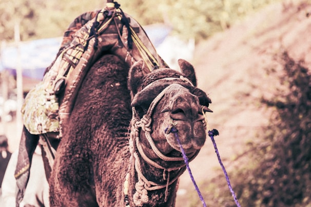 Close-up of a dromedary camel with traditional saddle in the desert