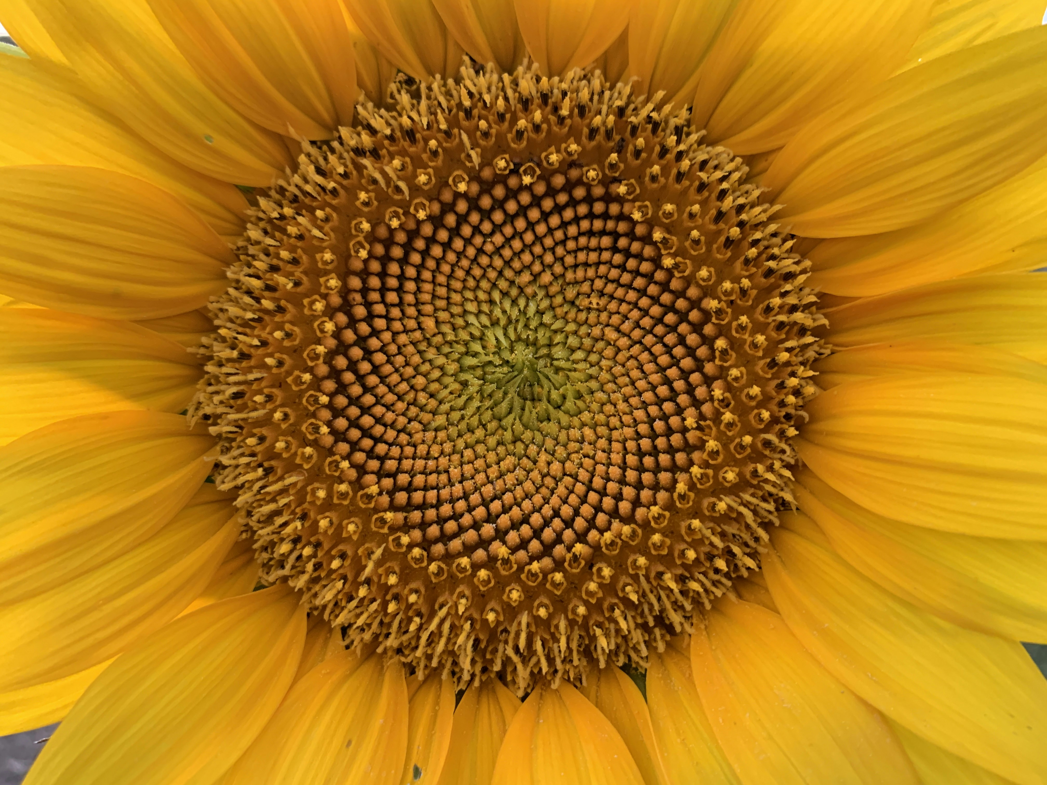 Sunflower Golden Ratio
