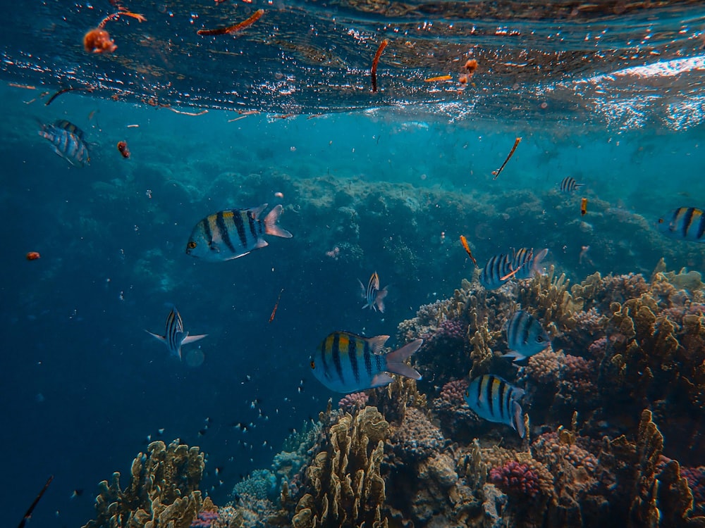 blue-and-black striped fishes