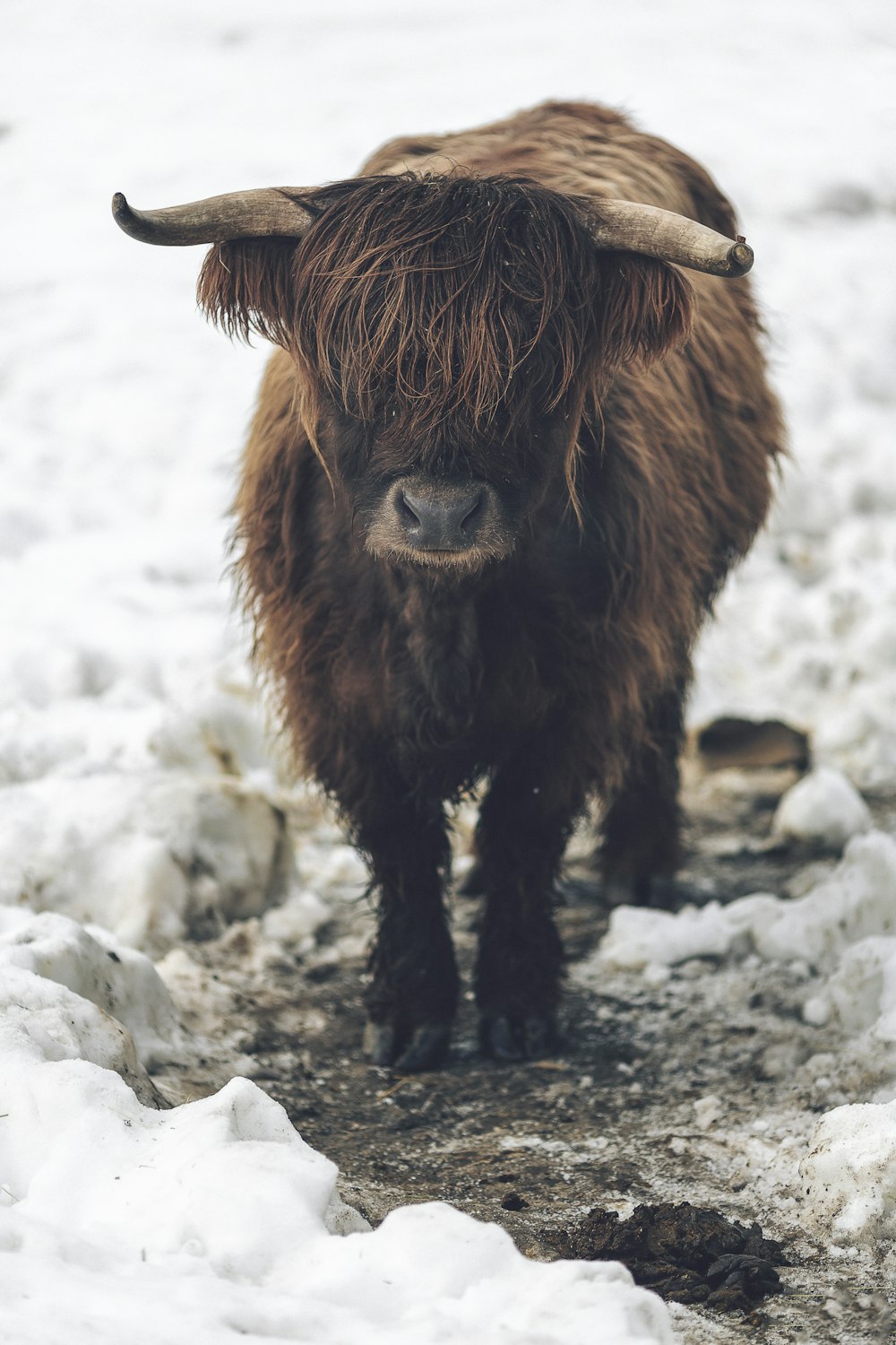 Bison brun pendant la journée