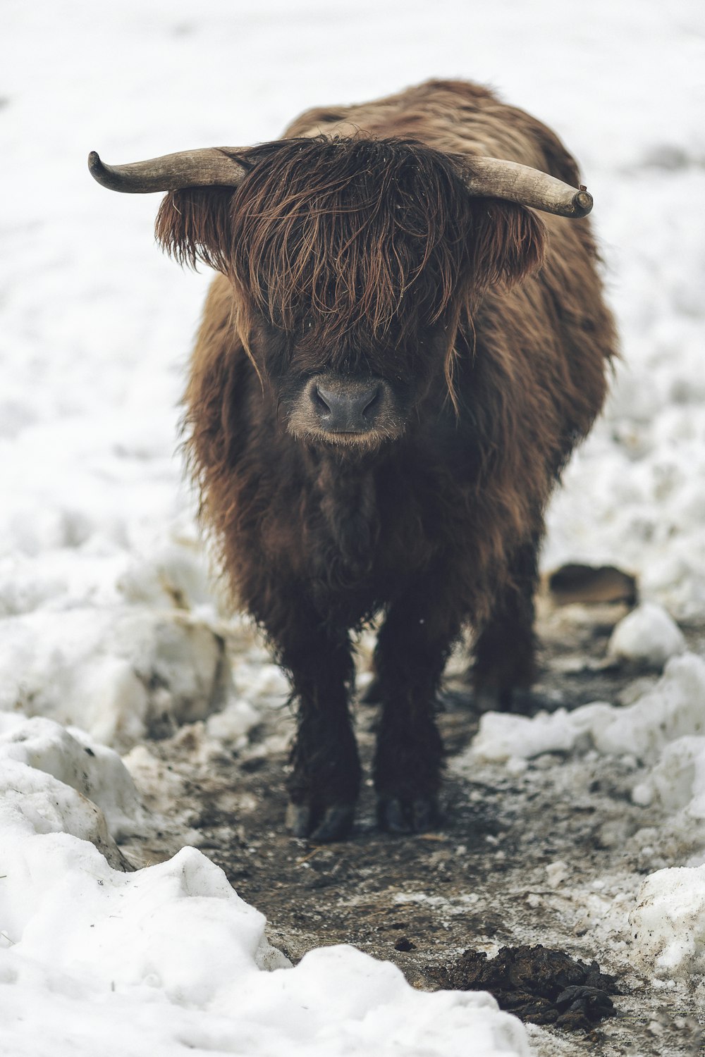 brown bison during daytime
