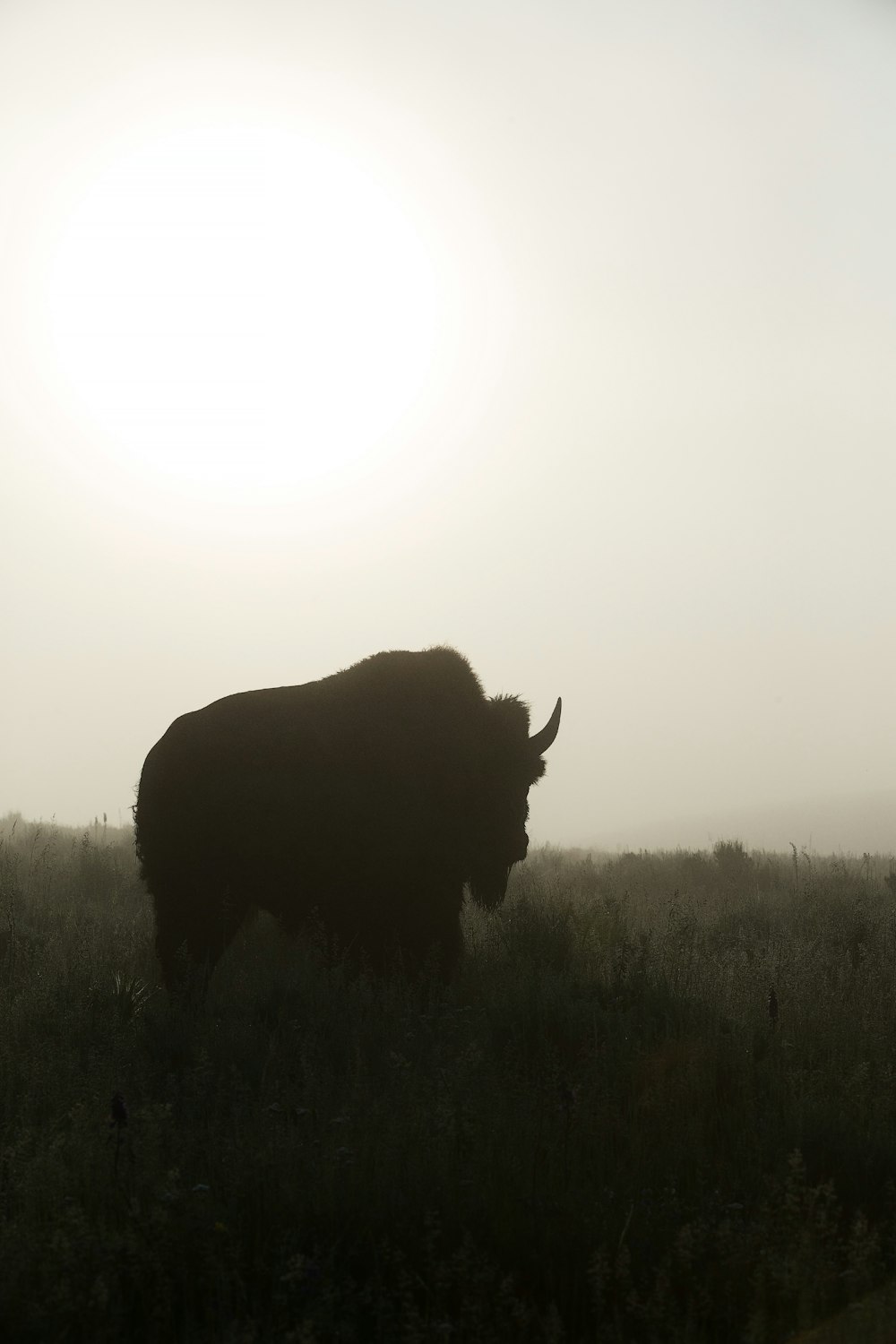 um bisão em pé em um campo com o sol ao fundo